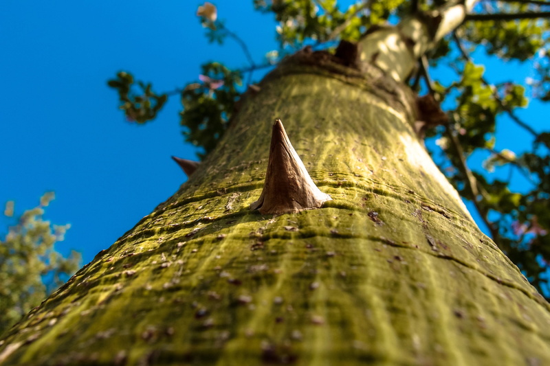 trunk, thorns, 2K, growth, low angle view, prickly, selective focus, wood - material, spiny, outdoors, focus on foreground, day, sunlight, close-up, tree trunk