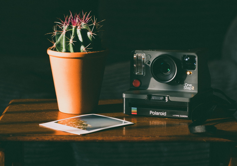 cactus, analog camera, photograph, modern, lens, drink, photo, photography themes, potted plant, instant camera, drinking glass, plant, beside, camera - photographic equipment