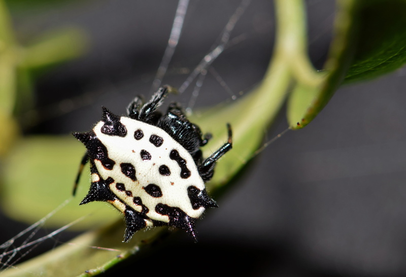 orb, gasteracantha, unusual, phobia, creepy, animal themes, trapped, creature, trap, vulnerability, predatory, orb weaver, arthropod, web, arachnophobia