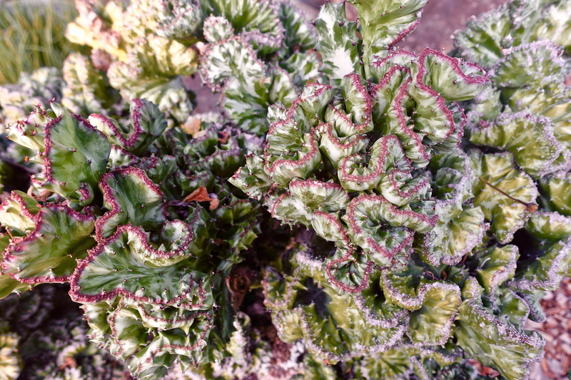 spiny, healthy eating, leaf, focus on foreground, shape, nature, organic, no people, succulent, outdoors, freshness, cactus, food, environment, natural