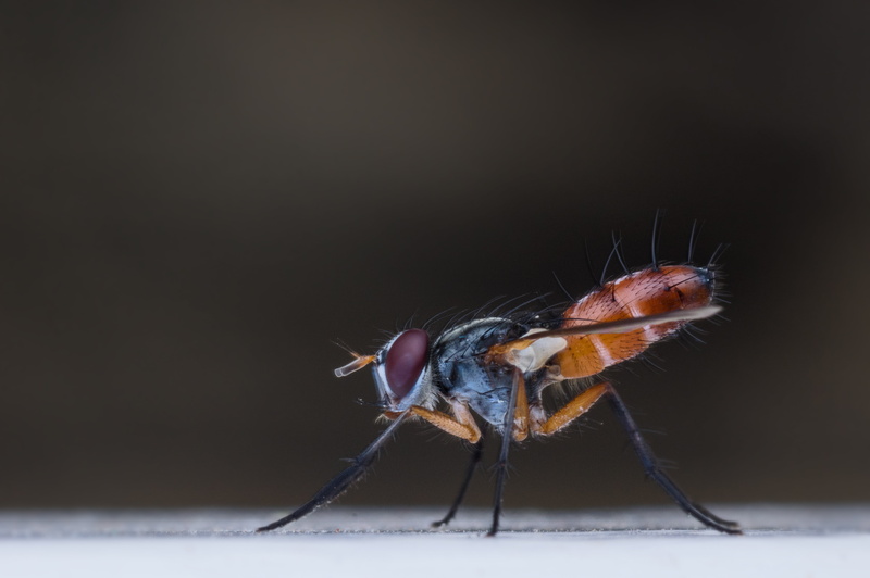animal eye, 4K, copy space, spiny, zoology, close-up, animal themes, no people, bug, tachinidae, studio shot, indoors, parasitic, fly, one animal, animal body part