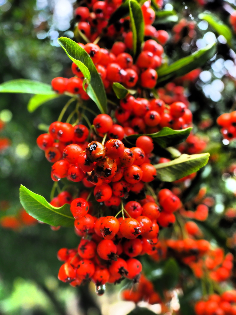 outdoors, growth, Fruits, plant, Firethorn, focus on foreground, day, berry Fruit, leaf, rowanberries, Red, healthy eating, nature, tree, bush, close-up