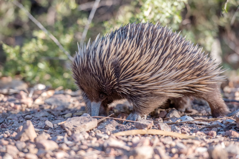 australia, animal themes, full length, close-up, solid, animal wildlife, outdoors, standing, spiny anteater, day, land, gravel, egg-laying mammal, animal