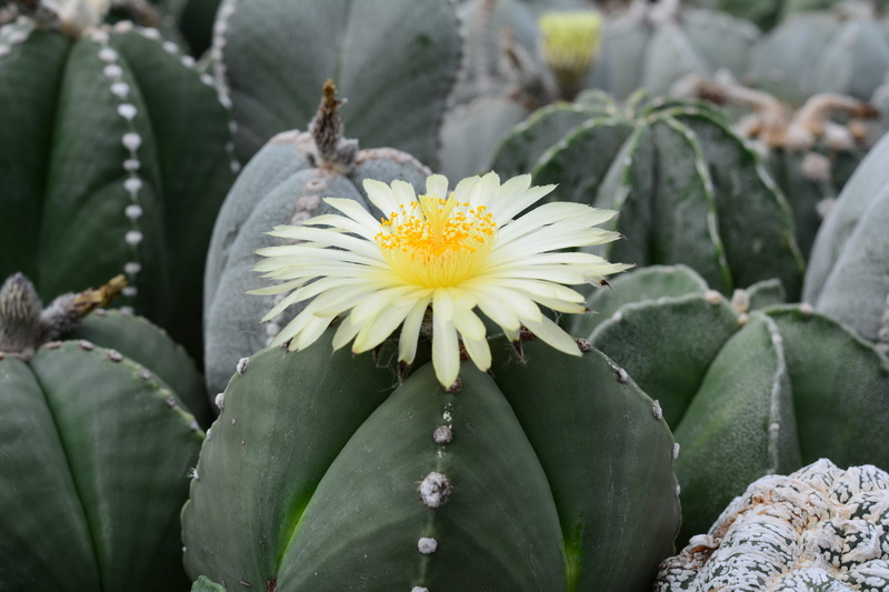 petal, plant part, prickly, focus on foreground, sting, caribbean, fragility, melocactus, vulnerability, bloom, leaf, cactus, antilles, nature, pieksig