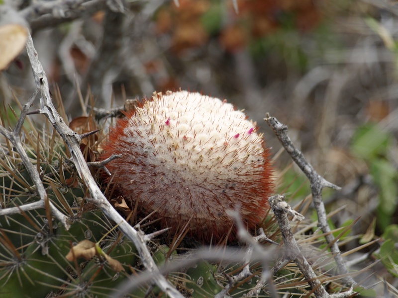 spur, 2K, caribbean, flower, flowering plant, field, pieksig, melocactus, globose, spiky, beauty in nature, antilles, selective focus, sting, land, close-up