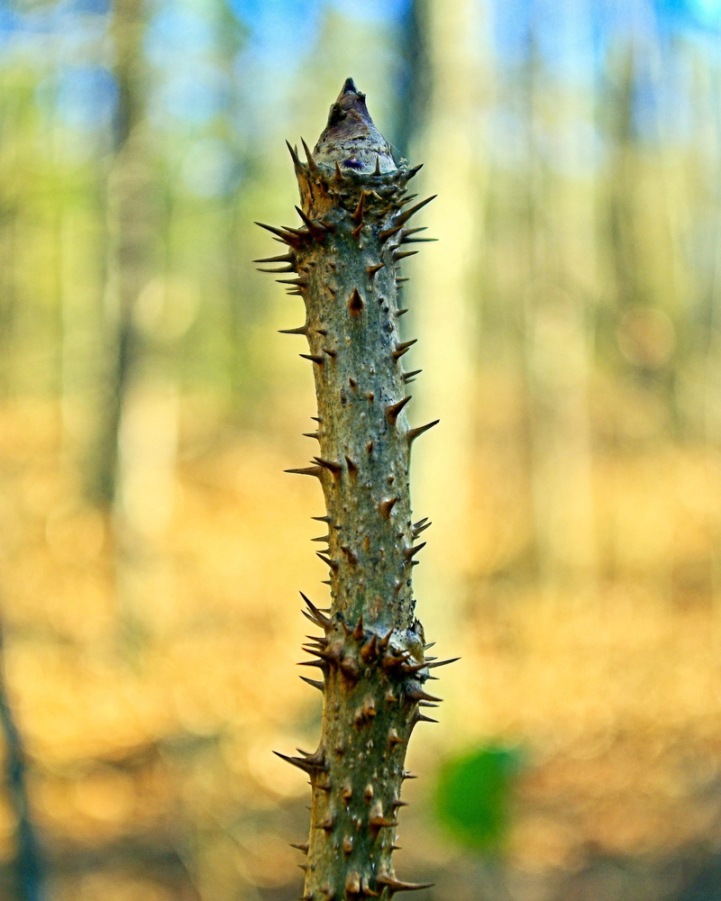growth, sharp, devils walkingstick, flora, thorn, vertebrate, spike, botany, outdoors, prickly ash, animal, walkingstick, animal wildlife, no people, tranquility