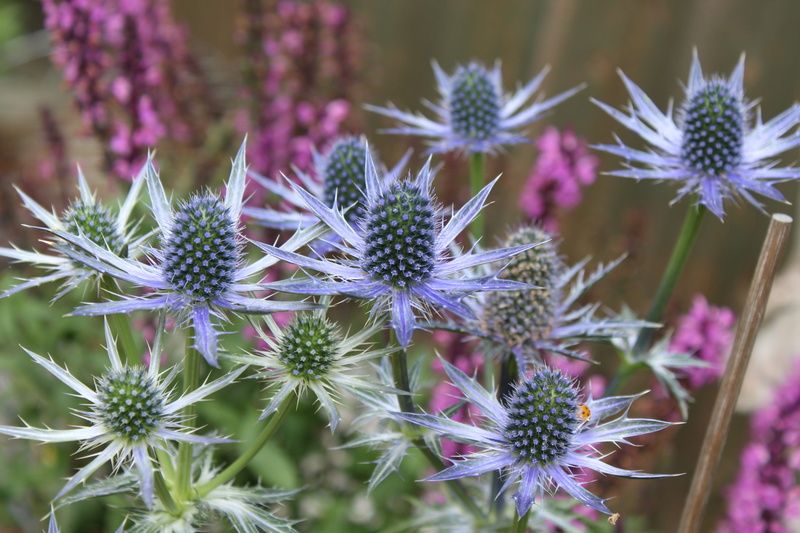 blue flowers, plant, botany, petal, freshness, spiny, fragility, prickly, outdoors, no people, springtime, flowering, perennial, flower, gardening, thorny