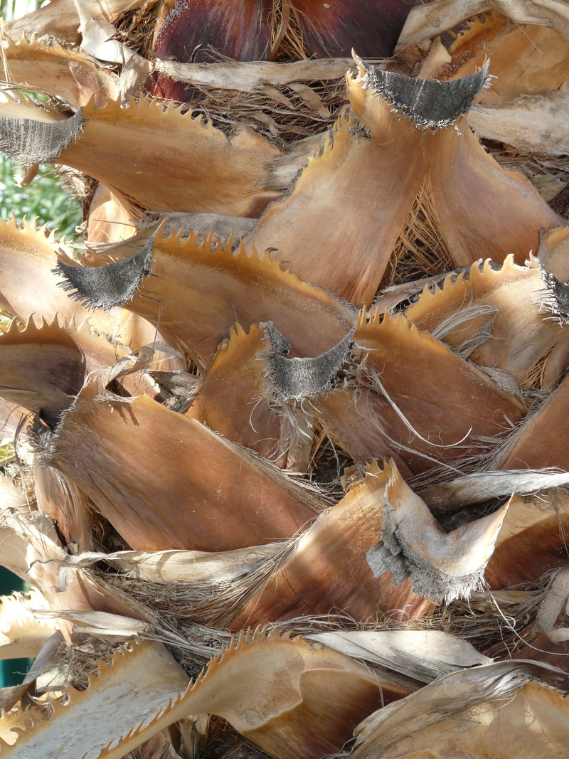 tree, outdoors, multi threaded washingtonie, full frame, palm tree root, smart, abundance, healthy eating, Palm, 2K, coryphoideae, large group of objects