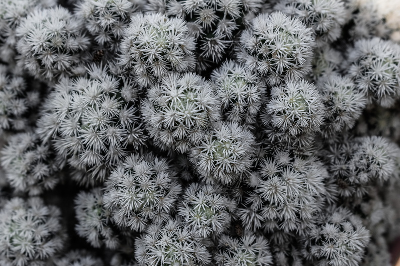 spiny, focus on foreground, spiked, needle - plant part, winter, 5K, full frame, growth, plant, coniferous tree, spines, no people, day, beauty in nature