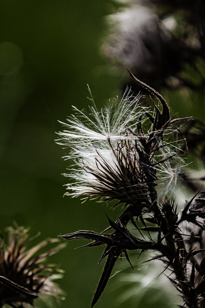 shimmer, nature, no people, spiky, flora, beautiful, 1080P, spiny, focus on foreground, dandelion seed, land, green color, tree, thistle, leaf, silver thistle