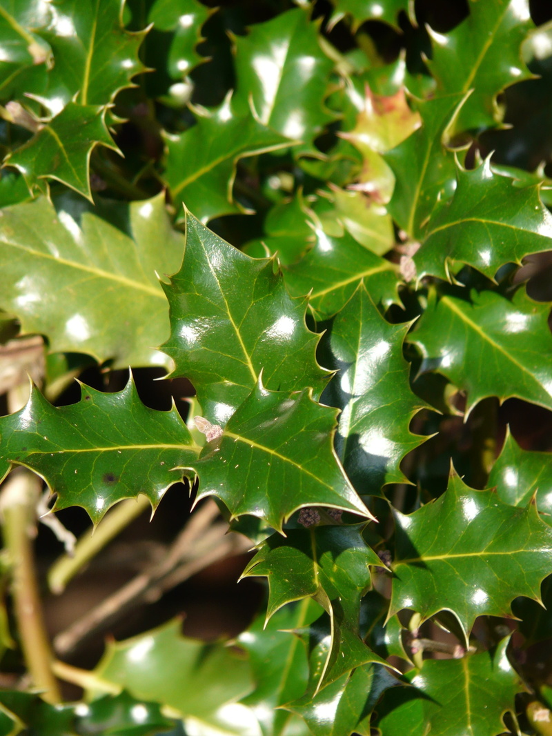 flora, growth, day, cut sleeve, holly, plant, winter berry, tree, common, beauty in nature, holly plants, toxic, strong, leaves, aquifolium, outdoors, green color