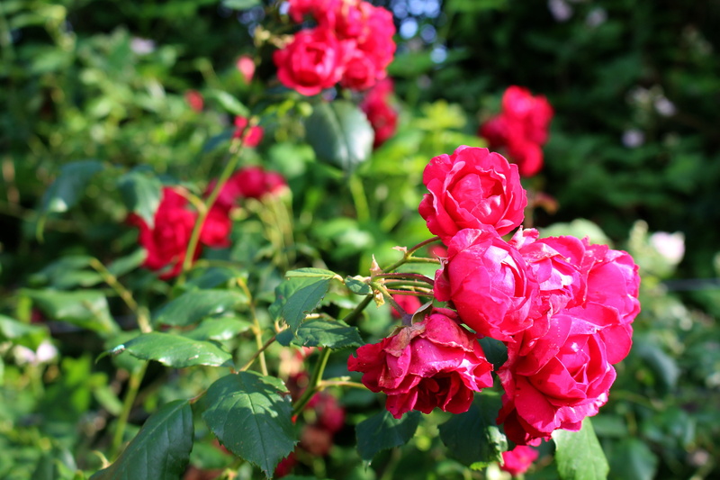flower, plant part, bloom, flowers, growth, rose family, flower head, rose - flower, no people, beauty in nature, petal, leaves, fragility, close-up, nature