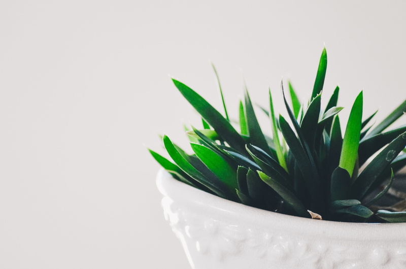 houseplant, succulent, succulent plant, no people, white, close-up, freshness, plants, copy space, green color, green, plant, nature, potted plant, studio shot