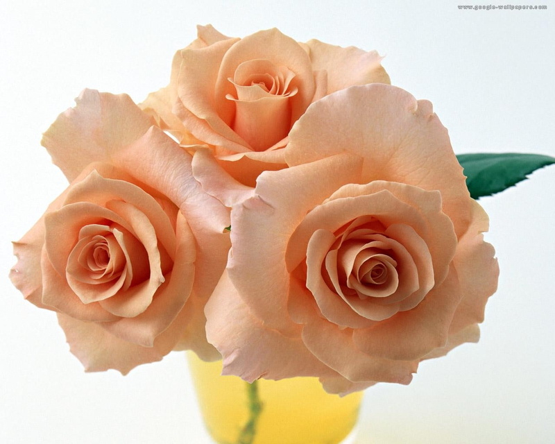 life, still, 720P, beautiful, roses, nature, glass, 3 roses, vase, caramelie, glass vase, flower, hd, pink, still life, three, friend
