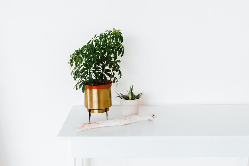 food and drink, copy space, no people, potted plant, freshness, gardening, flower pot, white, interior, healthy eating, interior design, studio shot, nature