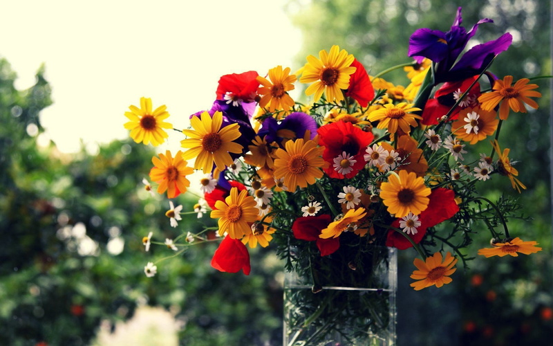 yellow, vase, flower, bokeh, box, 1080P, daisy, flowers