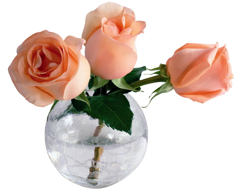 roses, rose, flowers, 1080P, nature and landscapes, water, three, vase, peach
