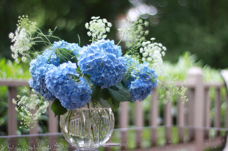 formal Garden, beauty In Nature, white, season, no People, botany, blossom, hydrangea, bunch of flowers, fragility, plant, green Color, flower, freshness