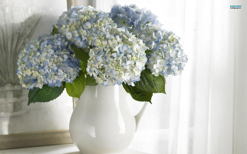 yellow, lovely, white vase, white curtains, still life, vase, ceramic, flowers, nature and landscapes, flower, hydrangeas, 1080P, blue, white