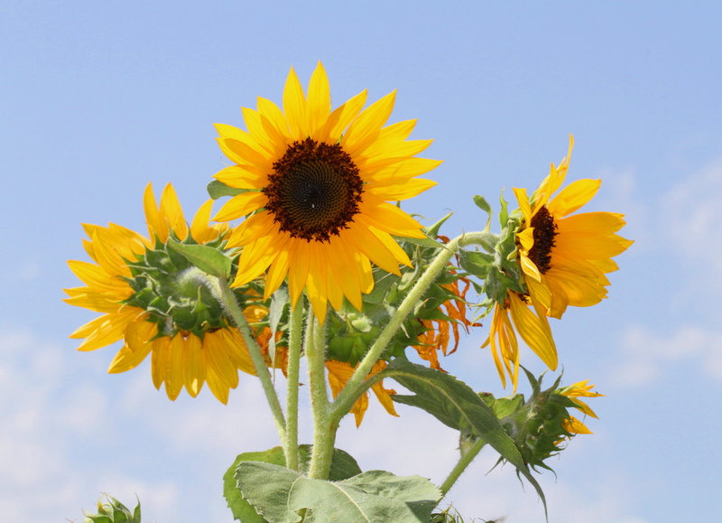 outdoors, summer, richmond county, 2K, agriculture, yellow, plant, Sunflowers, flower, blue, petal, north carolina, nature, sky, Sunflower