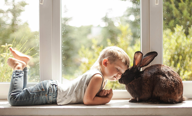 friends, boy, window, friendship, mood, love, on the windowsill, rabbit, 4K