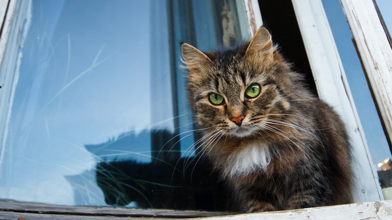 mammal, looking, no people, domestic, face, feline, day, curiosity, outdoors, 1080P, animal, furry, white, pets, windowsill, brown, vertebrate, sitting