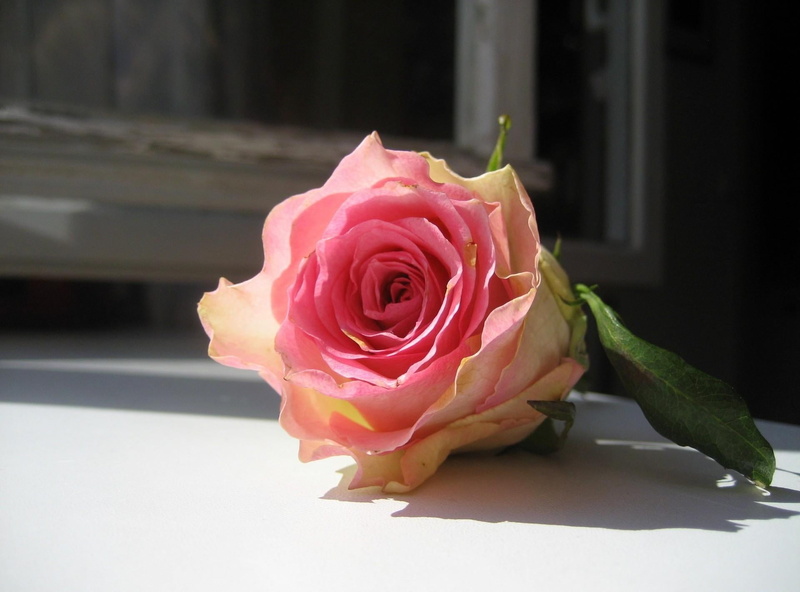 bouquet, day, growth, single Flower, flower Head, valentines Day - Holiday, no People, backgrounds, gift, close-up, summer, windowsill, frame, nature, flowering plant