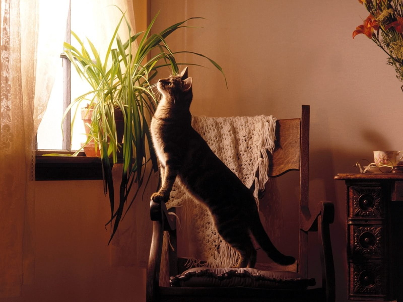 mammal, home interior, domestic, houseplant, domestic animals, pets, table, tabby, 720P, vertebrate, domestic cat, cat, indoors, windowsill, animal, full length