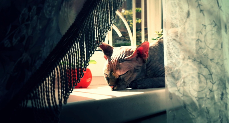 domestic, mammal, sphynx, window, relaxation, domestic animals, dog, day, shadow, cat, animal head, domestic cat, pets, one animal, indoors, resting, feline