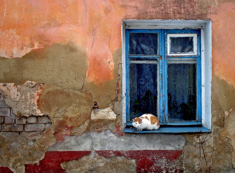 white, cute, house, animal, small, weathered, domestic Cat, wall - Building Feature, red, building, domestic Animals, old, architecture, built structure