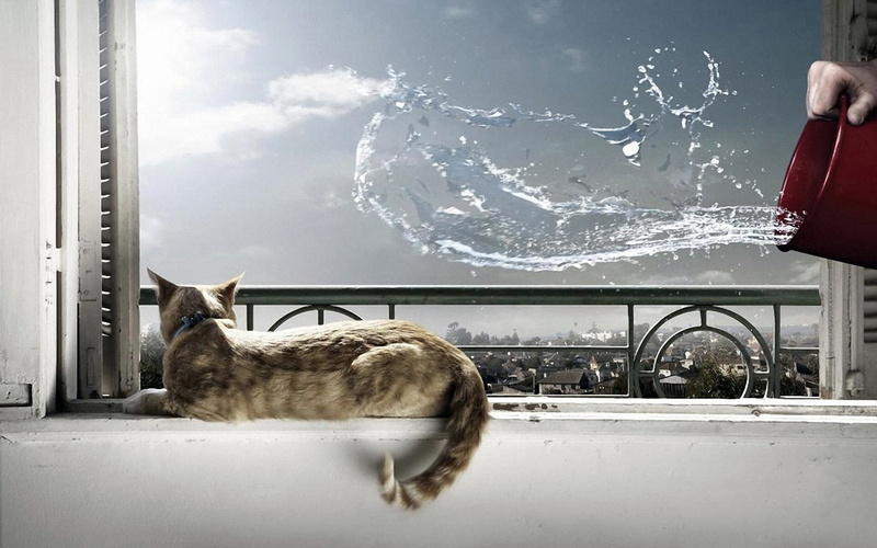 domestic, windowsill, sky, domestic Animals, water, snow, splash, glass - material, vertebrate, no people, situation, window, 1080P, lying, domestic Cat