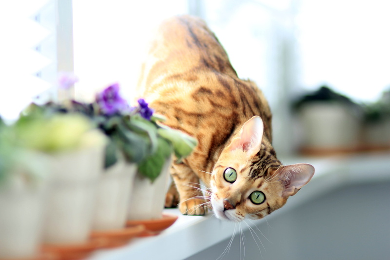feline, 5K, looking away, whisker, portrait, people, domestic cat, mammal, profile view, pet, contemplation, looking, one animal, pets, focus on foreground