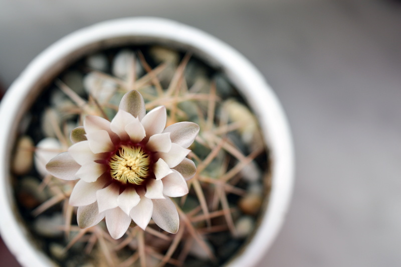 houseplants, pot flowers, no people, plants, plants in pots, growth, flowering plant, inflorescence, selective focus, flower Head, vulnerability, barb
