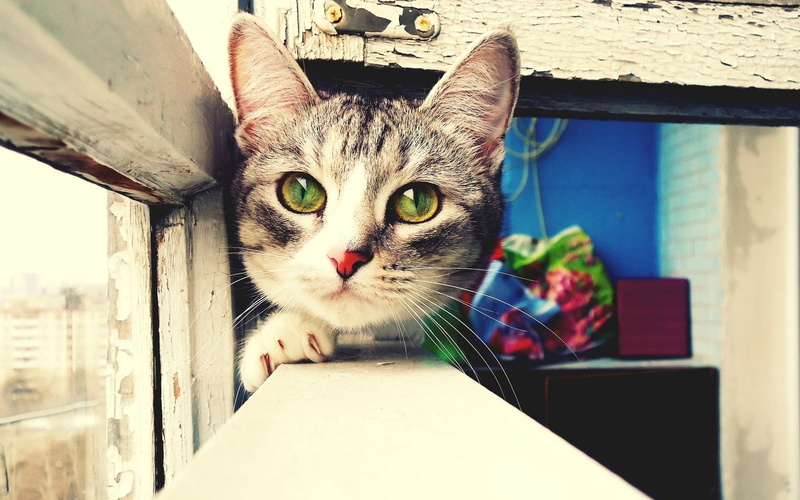 720P, care, hunting, cat, muzzle, windowsill