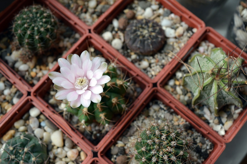 flowering plant, in a pot, freshness, plants, inflorescence, beauty in nature, collection, flower, plant, indoor plant, indoor, cactus flower, flowering cactus