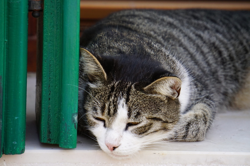 venice, pets, whisker, focus on foreground, sleeping, pet, vertebrate, animal themes, mammal, close-up, eyes closed, domestic animals, indoors, no people