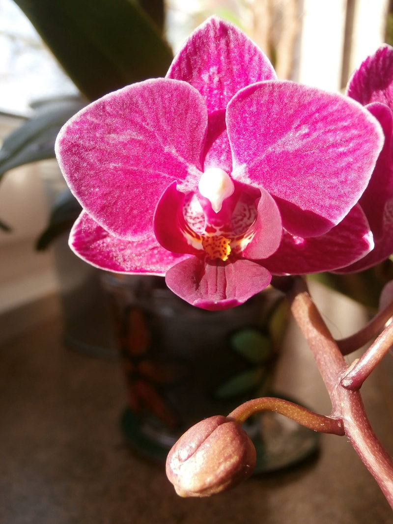 flowering plant, flower head, nature, fragility, beauty in nature, outdoors, petal, freshness, pink color, 2K, Orchid, focus on foreground, day, vulnerability
