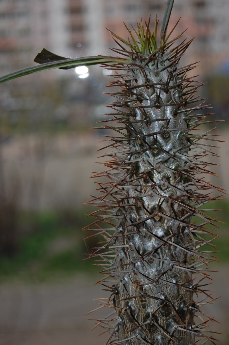 coniferous tree, 2K, land, outdoors, natural pattern, beauty in nature, plant, sharp, spiky, cactus, tree, indoor plant, pine tree, thorn, wilted plant