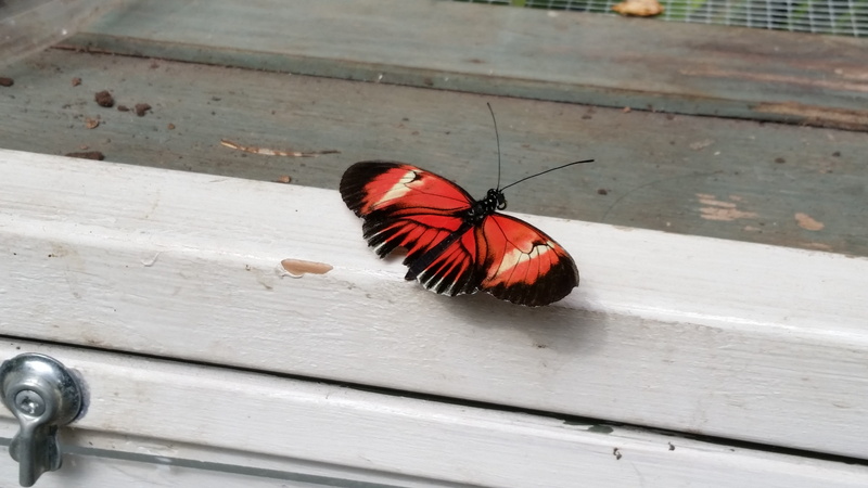 one animal, animal themes, red, outdoors, animals in the wild, high angle view, day, wood - material, invertebrate, windowsill, animal, focus on foreground
