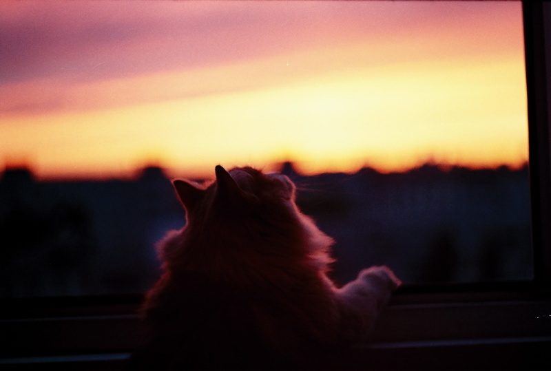 vertebrate, pets, feline, looking, animal themes, focus on foreground, sunset, one animal, domestic animals, mammal, animal, sitting, animals, window, sky