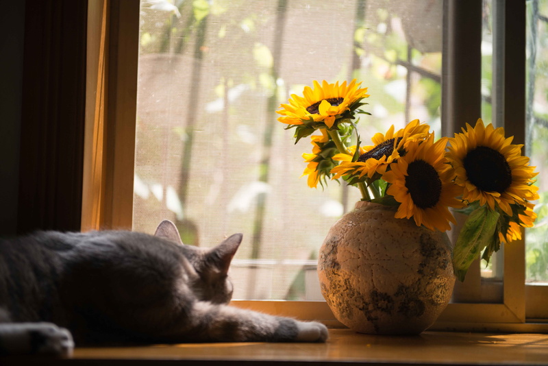 daylight, no people, mammal, interior design, one animal, pets, 5K, house, gray, window, leaves, flowers, inside, table, domestic, flower arrangement