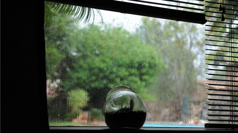 growth, macro, 1080P, plant, indoors, focus on foreground, nature, tree, no people, tv, transparent, drink, close-up, glass - material, day, screen, flat