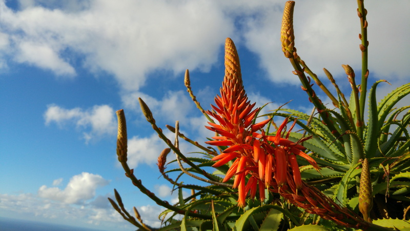 nature, sky, cloud - sky, no people, low angle view, aloe, aloe flowering, flowering aloe, madeira, day, food, green color, land, outdoors, flower of madeira