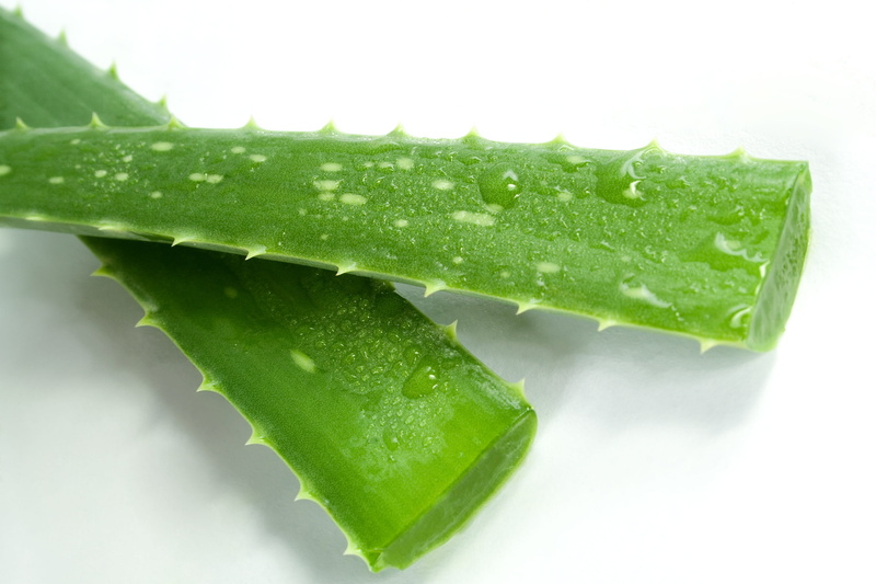 youth, white background, close-up, water, on white, wellbeing, wet, aloe, sheet, 2K, leaf, drop, aloe vera plant, freshness, cosmetology, vegetable, green color