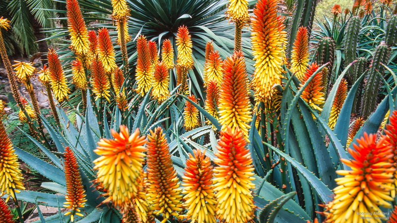 blooming, Flowers/Gardens, vera, aloe, 2K