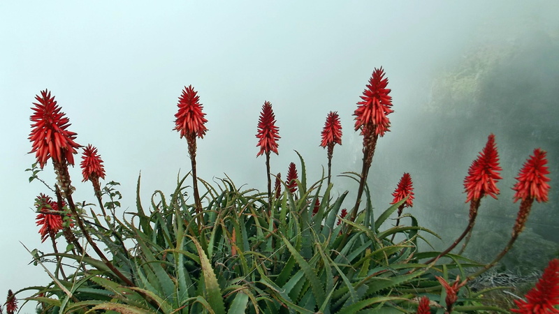 Flower, vulnerability, aloevera, tree, aloe vera, freshness, beauty in nature, close-up, tranquility, 2K, land, Nature, field, flowering plant, plants flowering