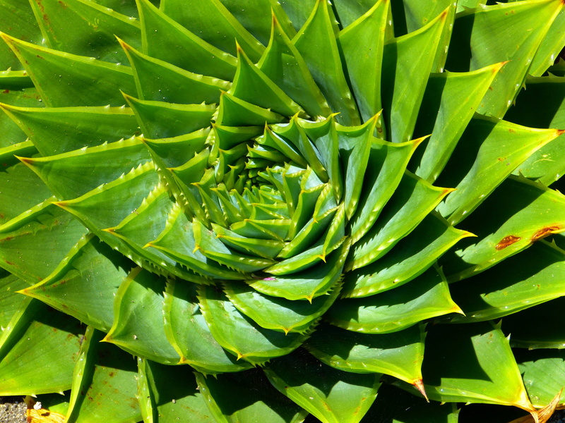 green Color, plant, 4K, nature, aloe polyphylla, aloe, no people, close-up, succulent, outdoors, natural pattern, leaves, backgrounds, growth, botany