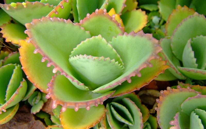Aloe, Leaves, 1080P, pink, green, succulent