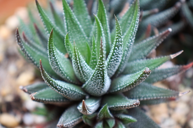 succulent plants, africa, close-up, small, plant part, desert, drought resistant plants, non, plants, succulent, aloe vera plant, pictures of succulents