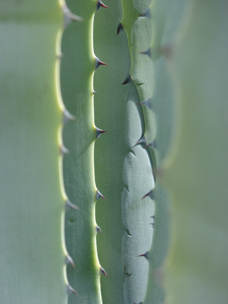 sunlight, aloe vera plant, aloe, focus on foreground, Leaves, spiky, thorn, Texture, 4K, Agave, succulent plant, plant, plant part, beauty in nature, skewers